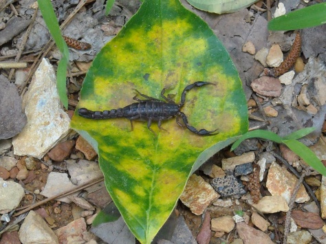Scorpion on a leaf.